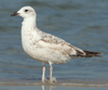 Larus armenicus